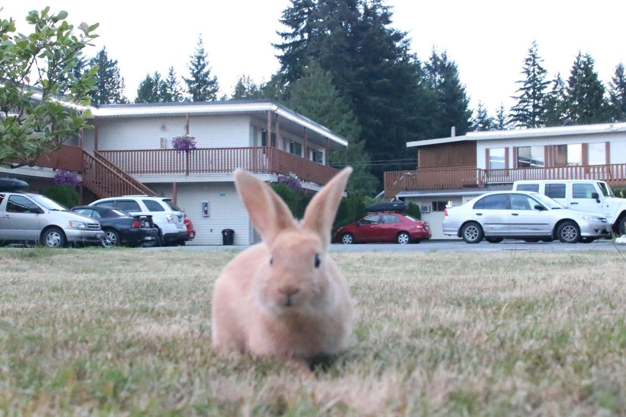 Skylite Motel Parksville Exterior photo